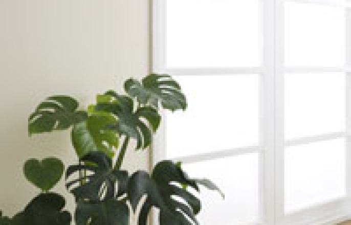 Use Houseplants as a Natural Air Cleaner for Your Home