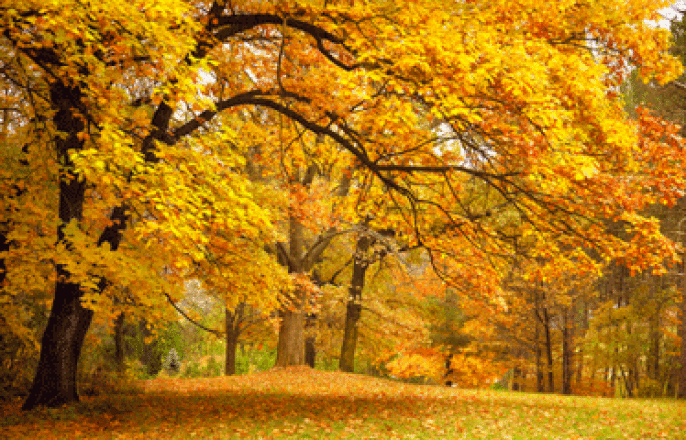 It’s Time for Fall HVAC Maintenance! Here’s What You Need to Know