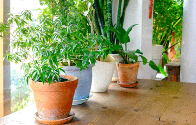 What Houseplants Can Improve Air Quality?