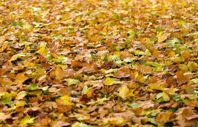 How Do Fallen Leaves Affect Your HVAC?