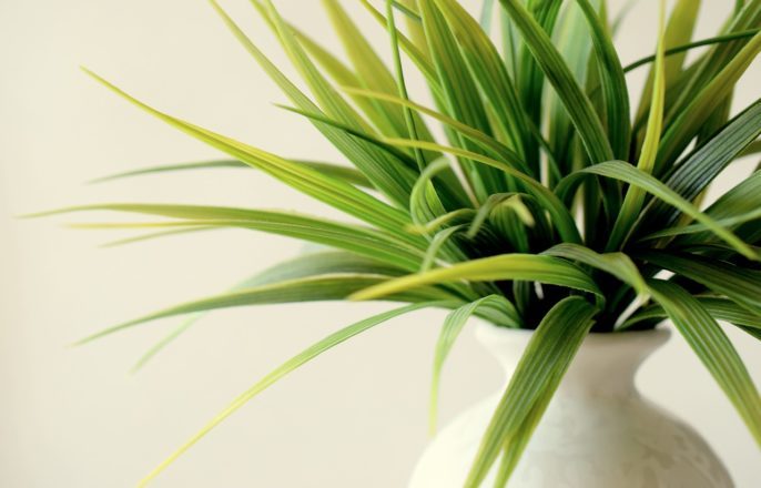 Improve Your IAQ with the Right Indoor Plants