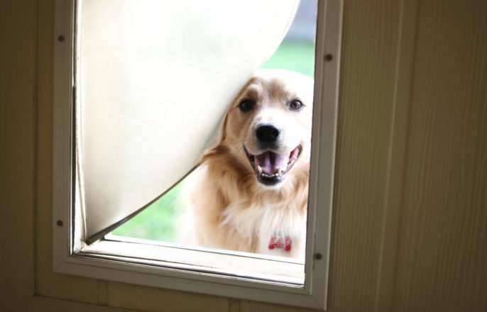Homes With Pets: HVAC Tips and Maintenance